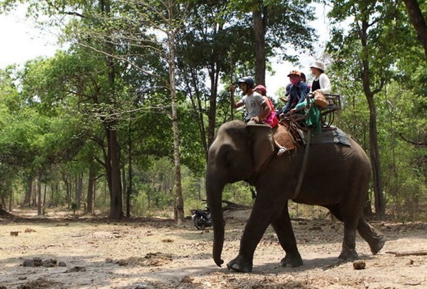 ダクラク省 象乗りツアーから ゾウに優しい観光モデル に転換へ 観光 Vietjoベトナムニュース