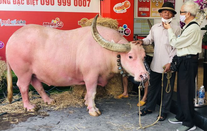 ホーチミン ピンク色の水牛が出現 富の神様の日 の販促キャンペーンで 社会 Vietjoベトナムニュース
