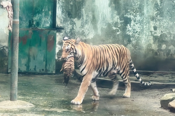 サイゴン動物園でベンガルトラ2頭が誕生、8年ぶり [社会] - VIETJO