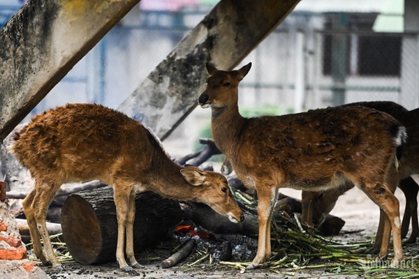 (C) vietnamnet